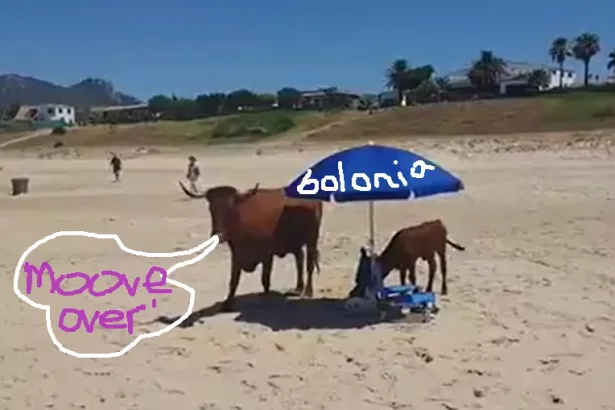 Cow and Calf Seek Shade in Bolonia