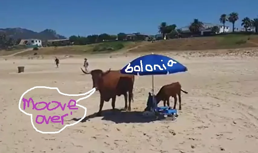 Cow and Calf Seek Shade in Bolonia