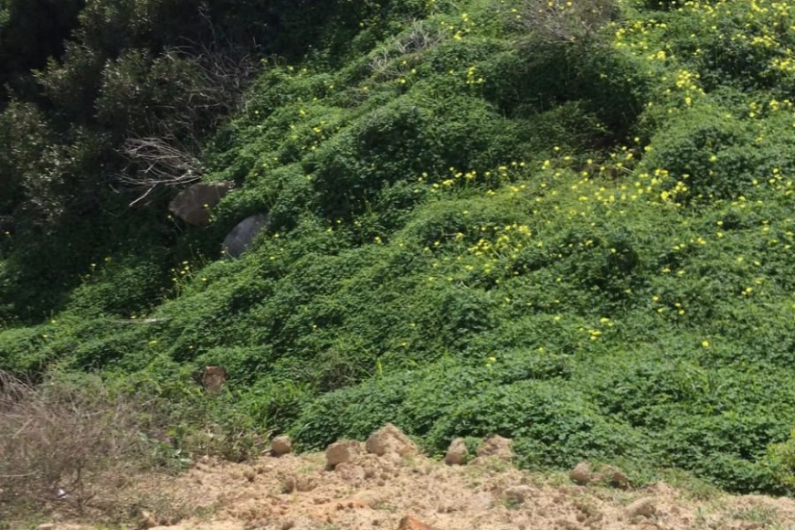 Land en Torreguadiaro (Ref: R4217926)