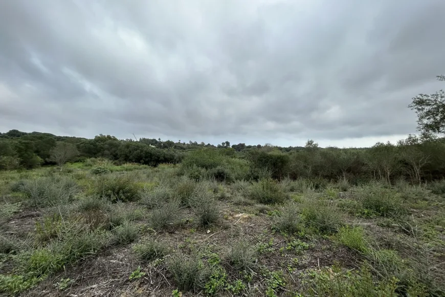 Land en Sotogrande Alto (Ref: R4880659)